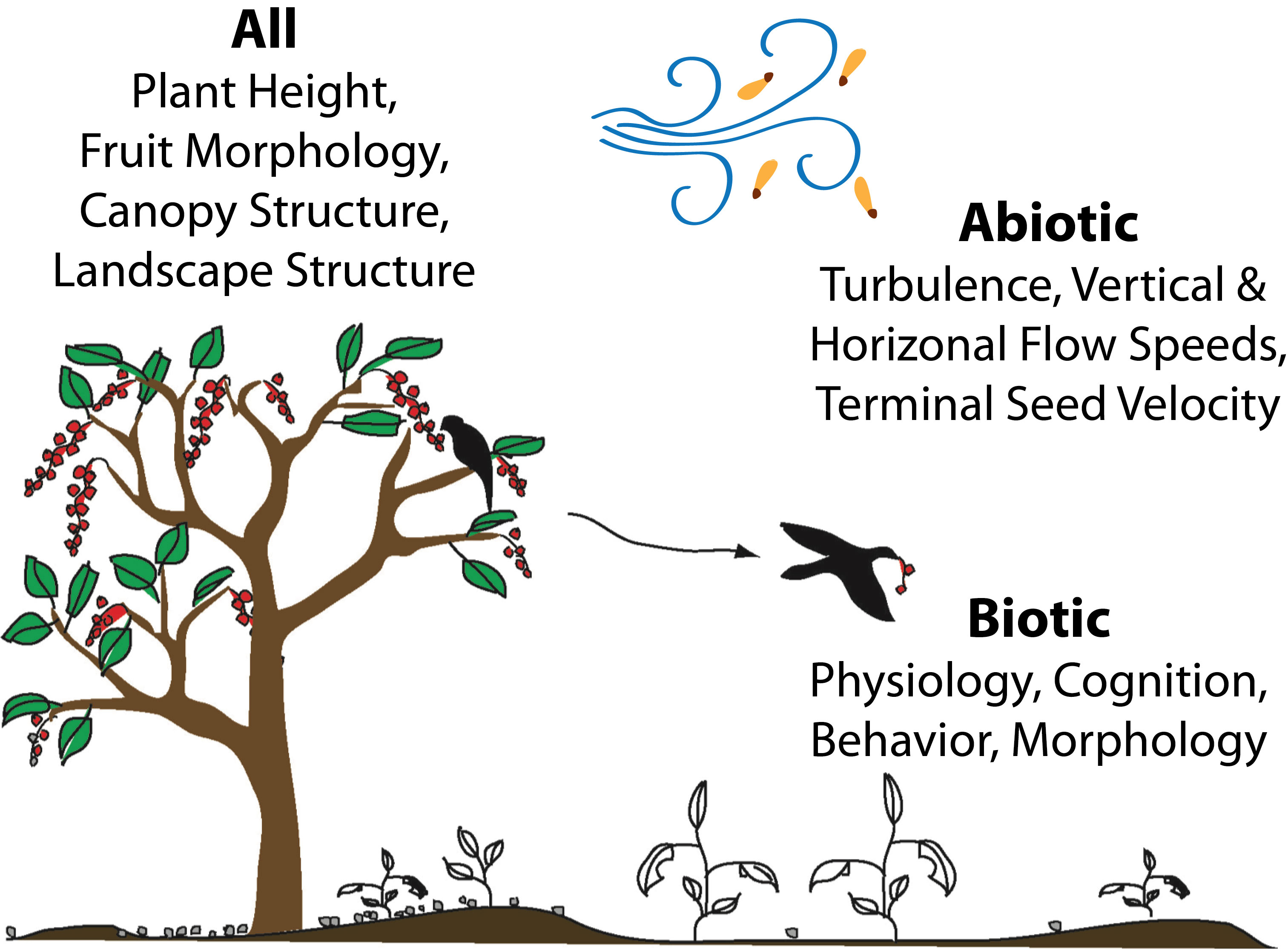 Variation in dispersal