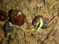Cordia bicolor seed germinating