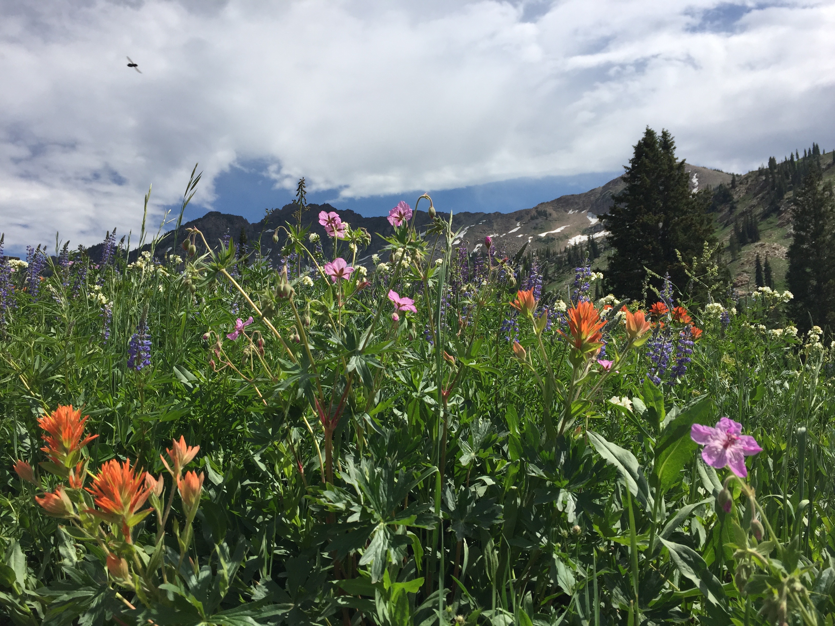 Albion Basin