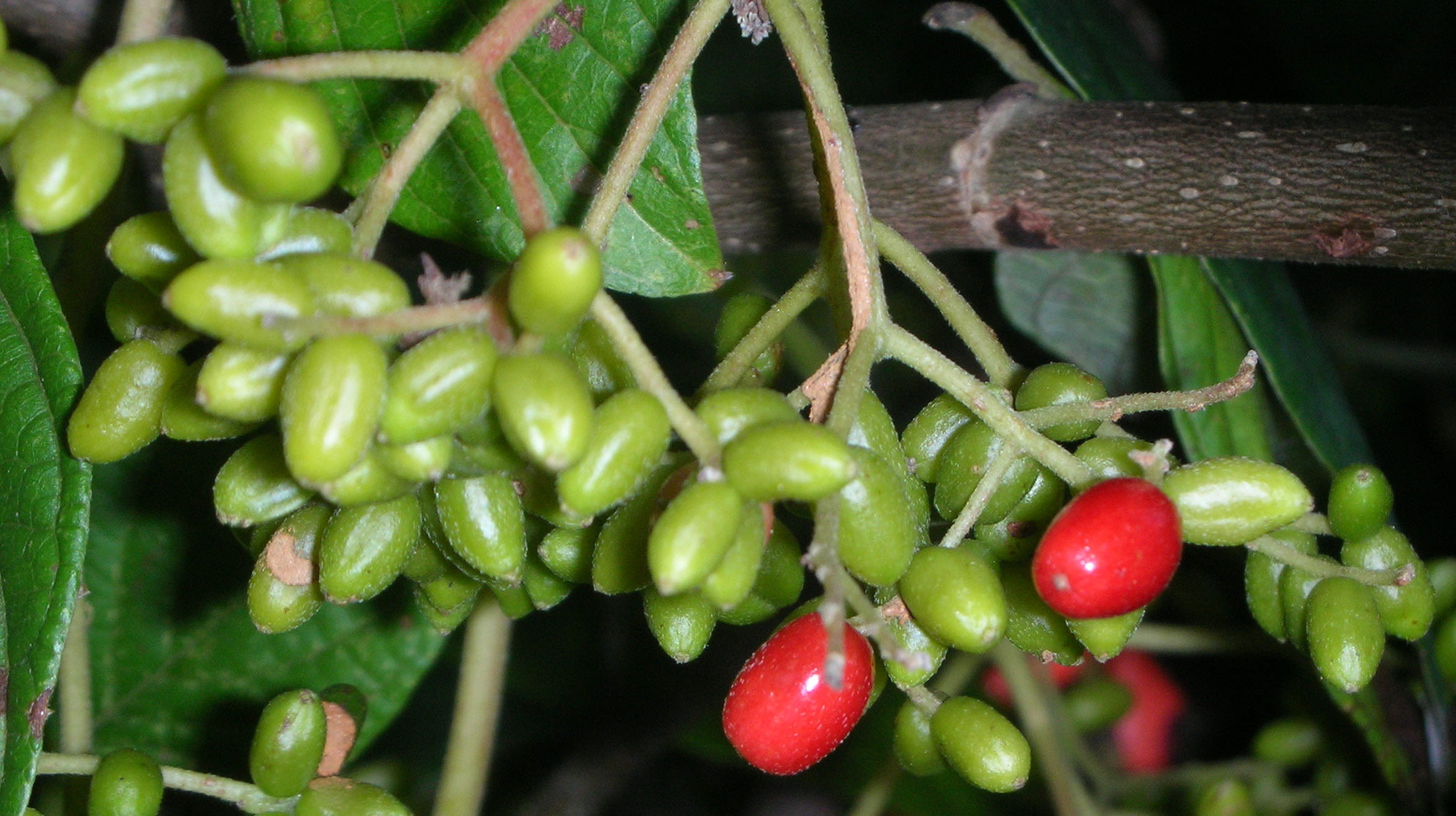 Antirhea tricantha fruits